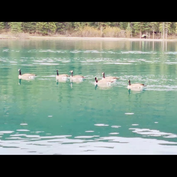 Meet your Posher, Lily - Picture 1 of 1